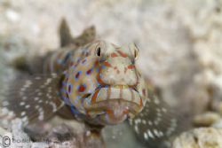 Harlequin goby. S2Pro,60mm. by Derek Haslam 